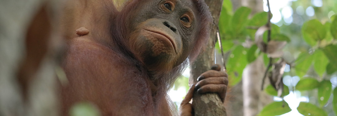 Bestemmingen Sumatra